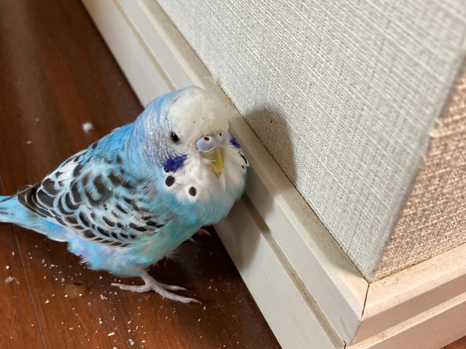 保護された鳥 保護された鳥