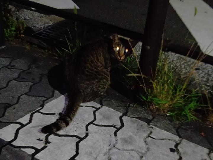 目撃された猫