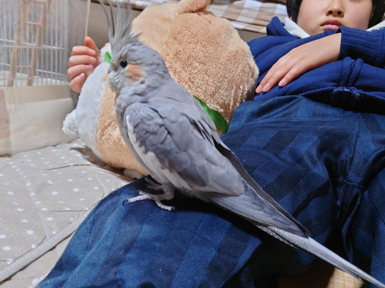 オカちゃん オカちゃん