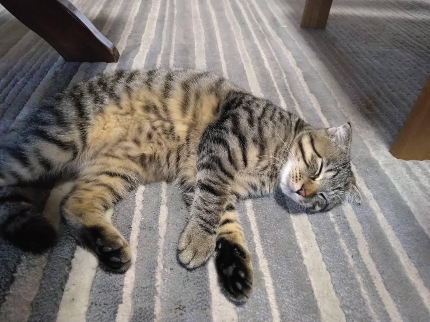 トラちゃん