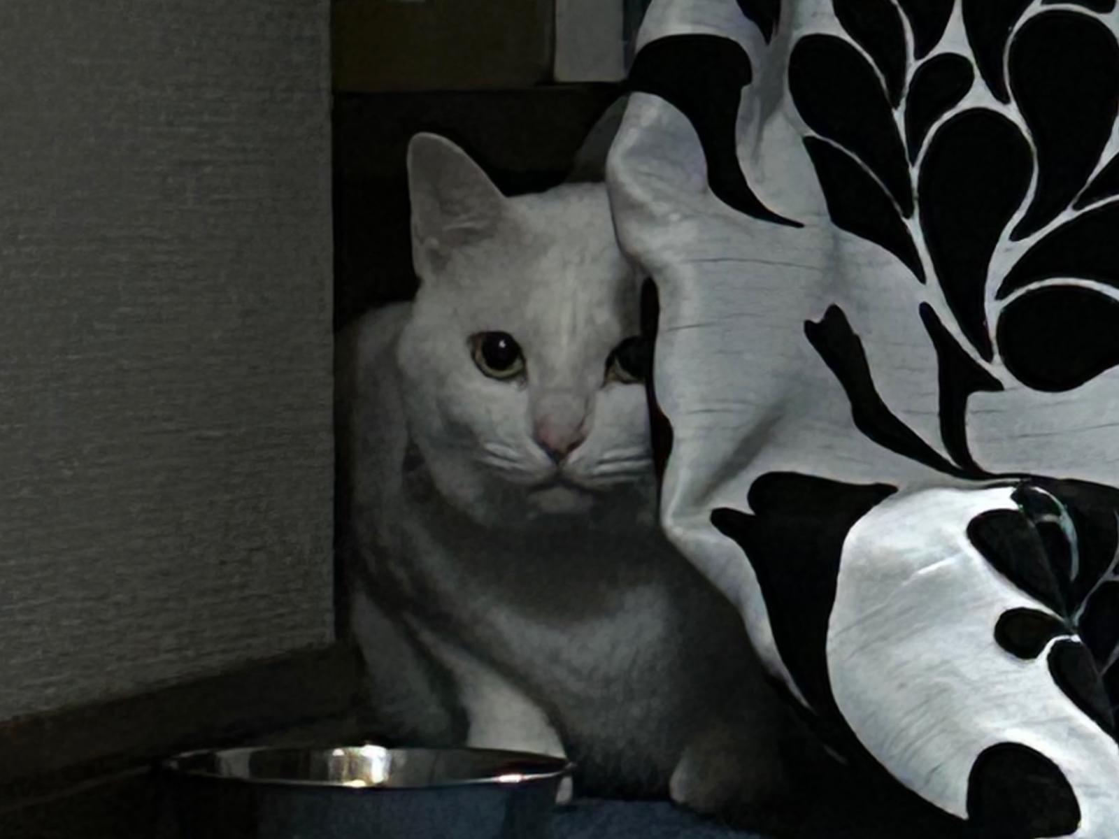 保護された猫 保護された猫