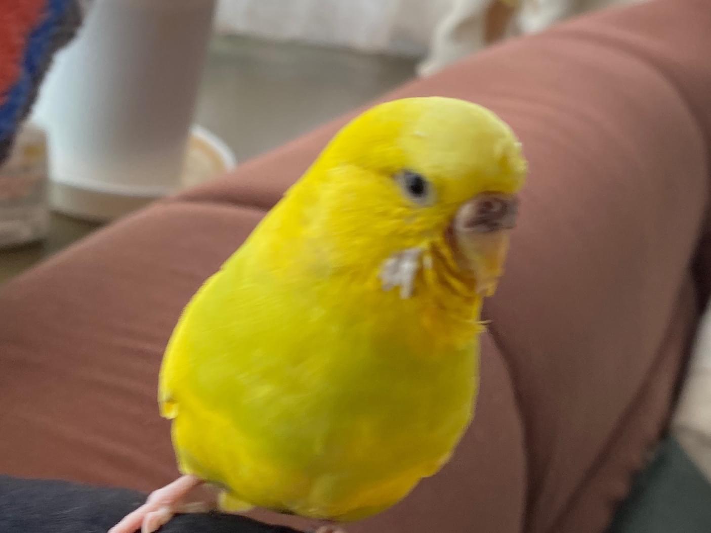 ティンクちゃん ティンクちゃん