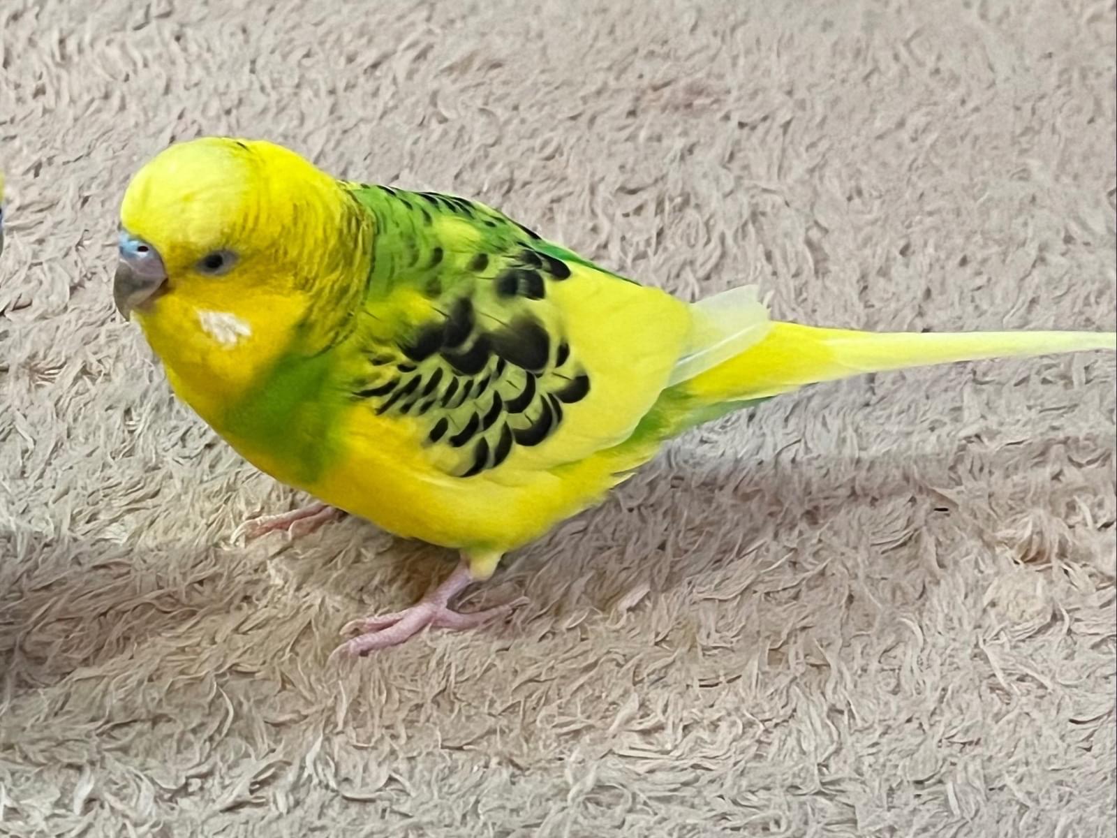 こつぶちゃん こつぶちゃん