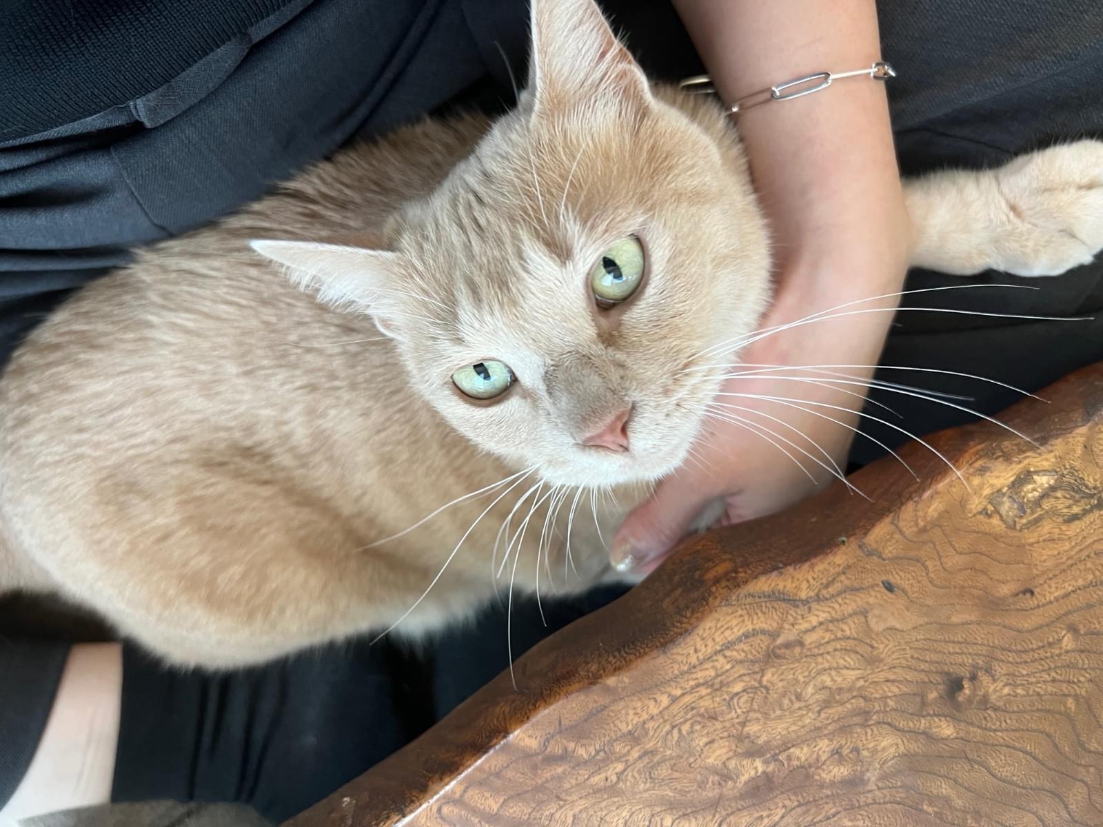 エルちゃん エルちゃん