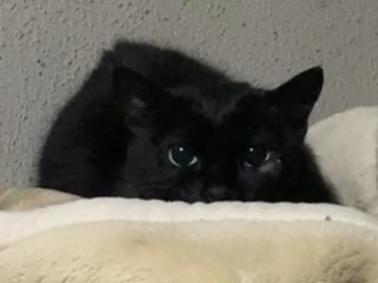 目撃された猫 目撃された猫