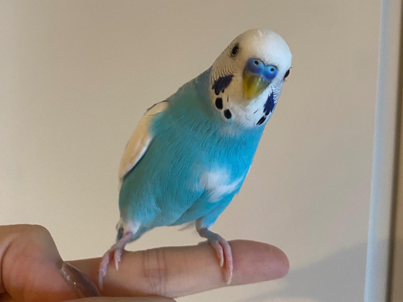 シャイちゃん