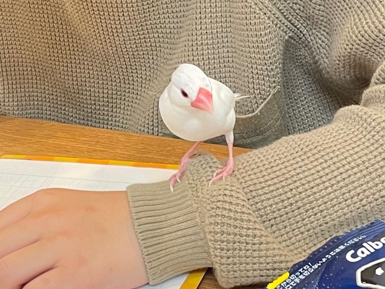 ぴーちゃん ぴーちゃん
