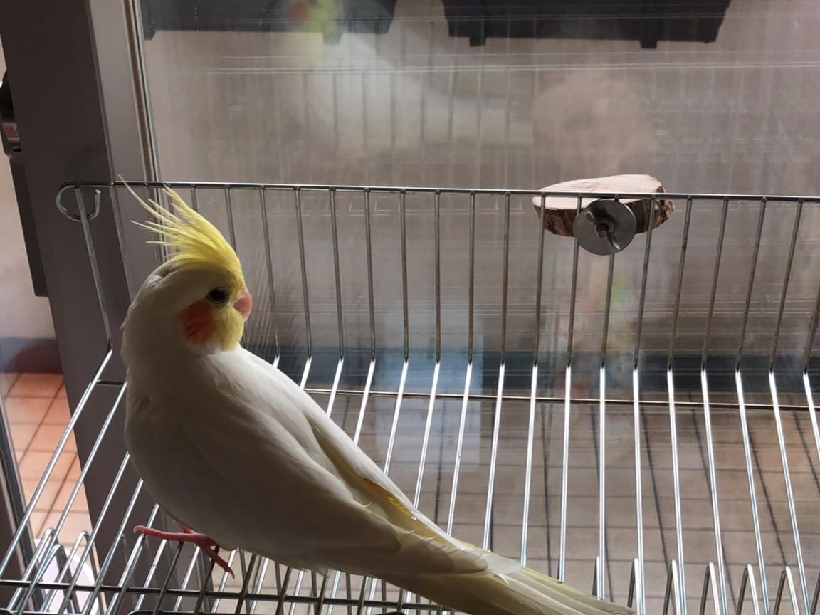 ぺこちゃん ぺこちゃん