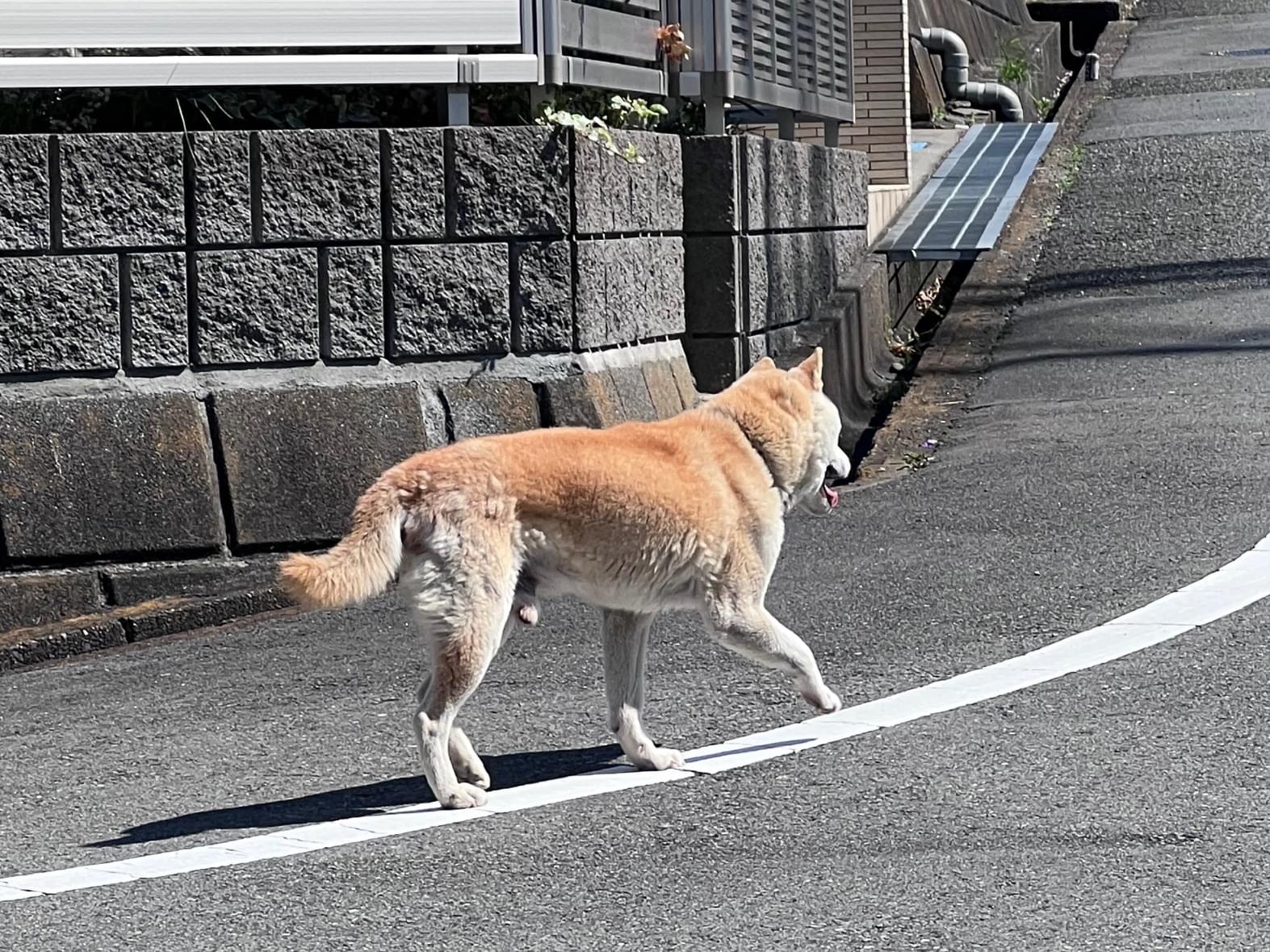 目撃された犬