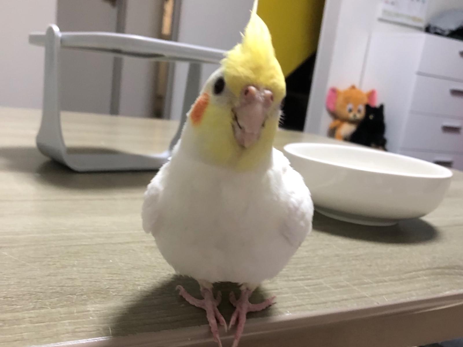 ランちゃん ランちゃん