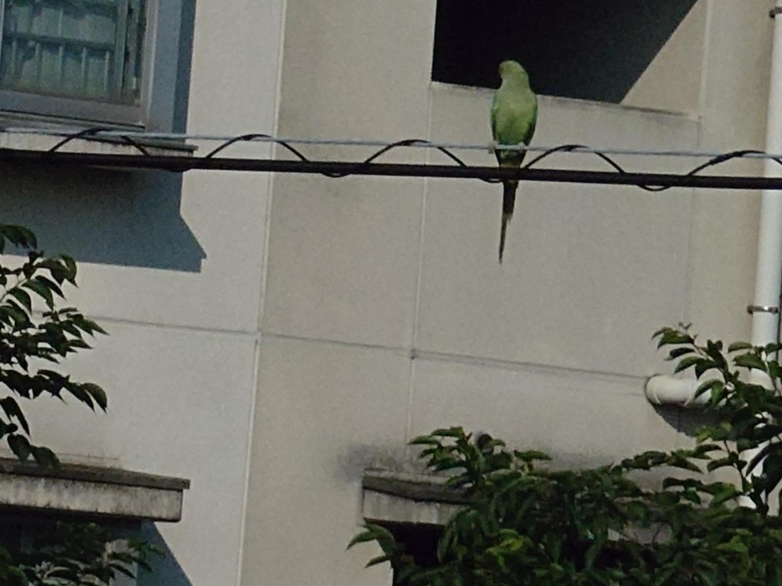 目撃された鳥 目撃された鳥