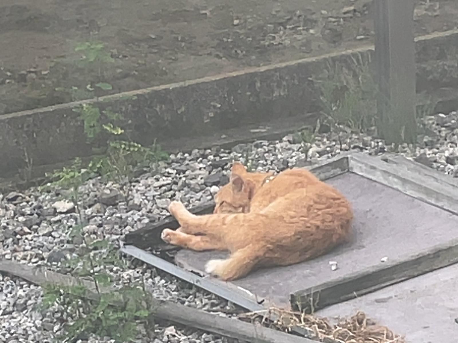 目撃された猫 目撃された猫