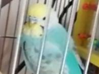 あおちゃん あおちゃん