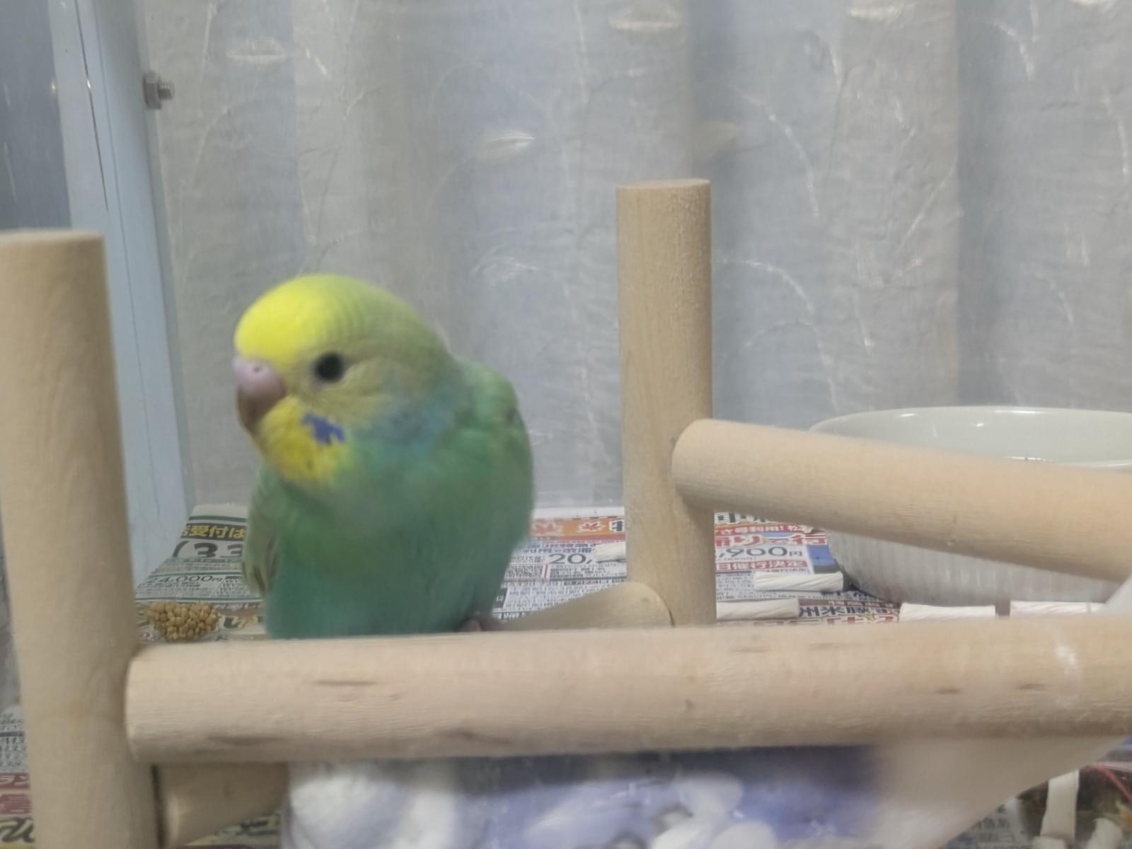 ミントちゃん ミントちゃん