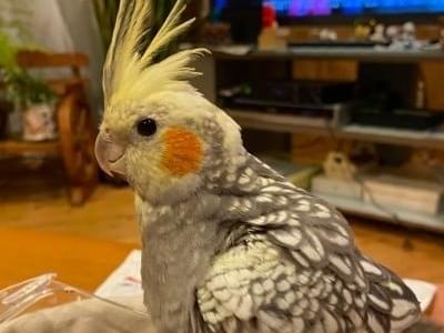るるちゃん るるちゃん