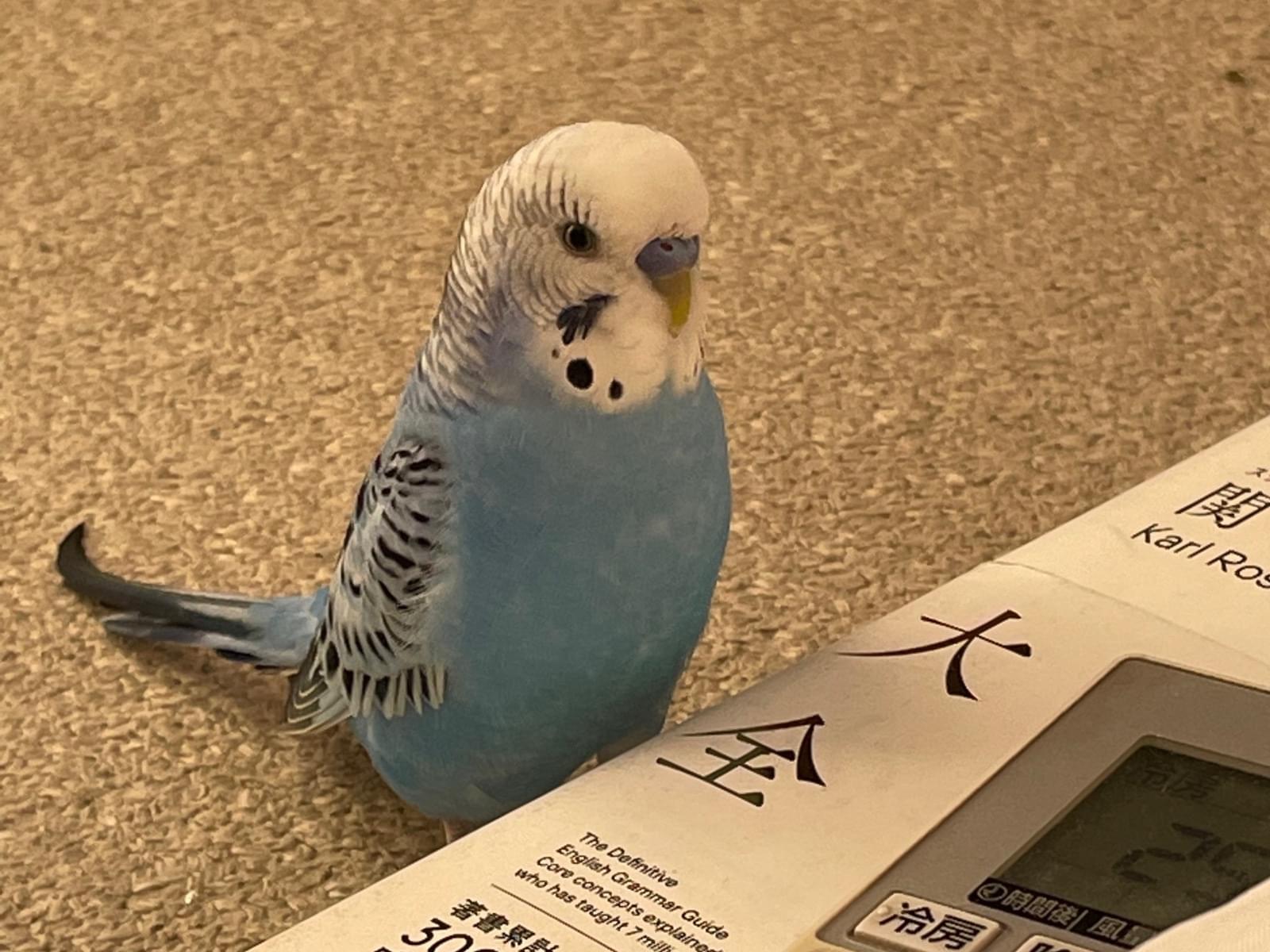 ゴマちゃん ゴマちゃん