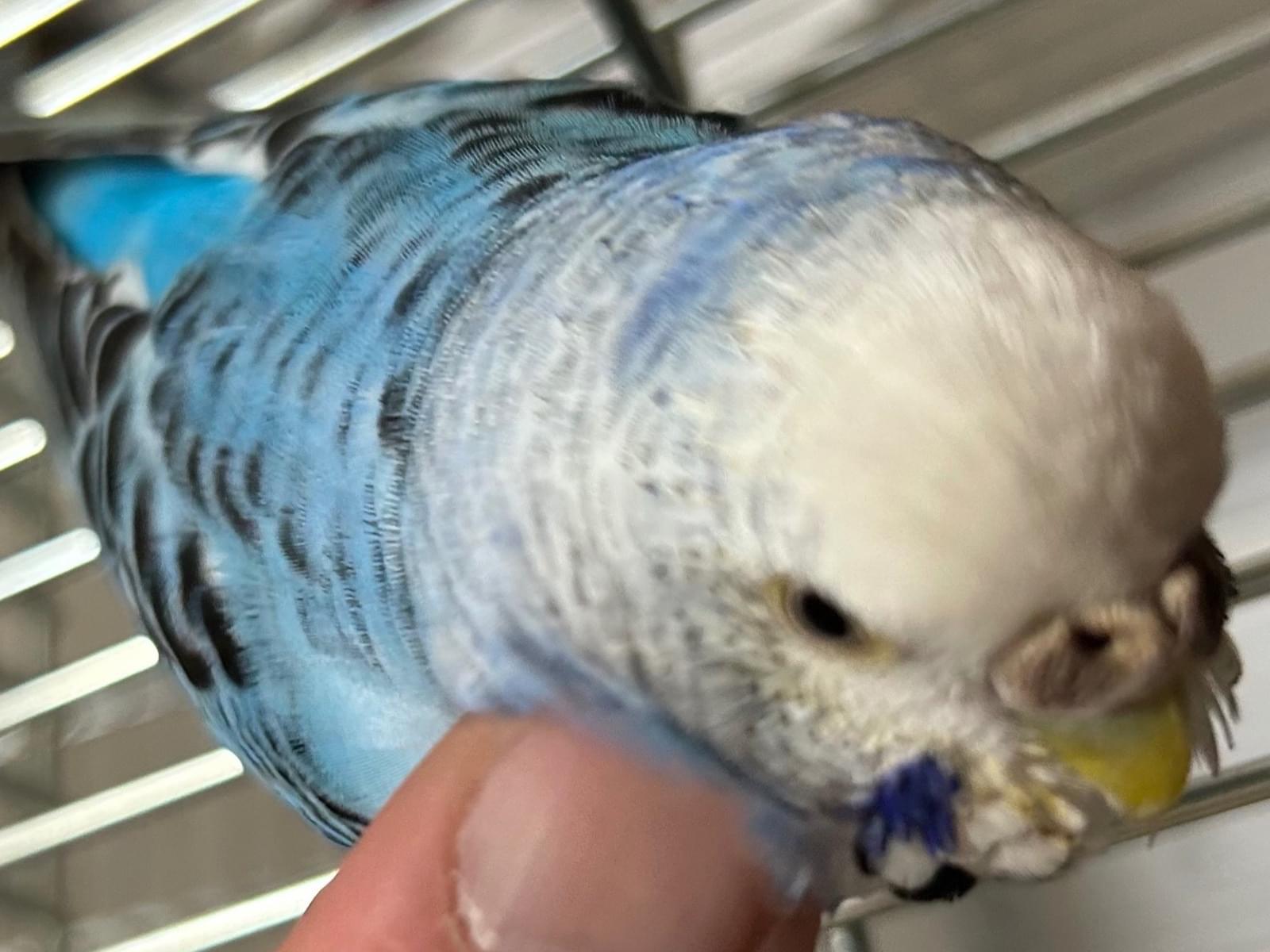 保護された鳥