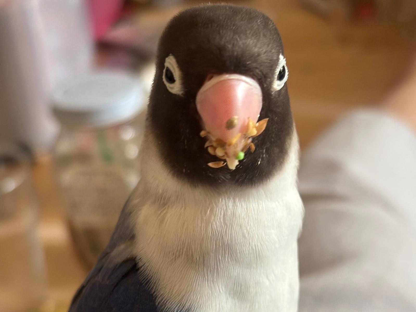 ルナちゃん ルナちゃん