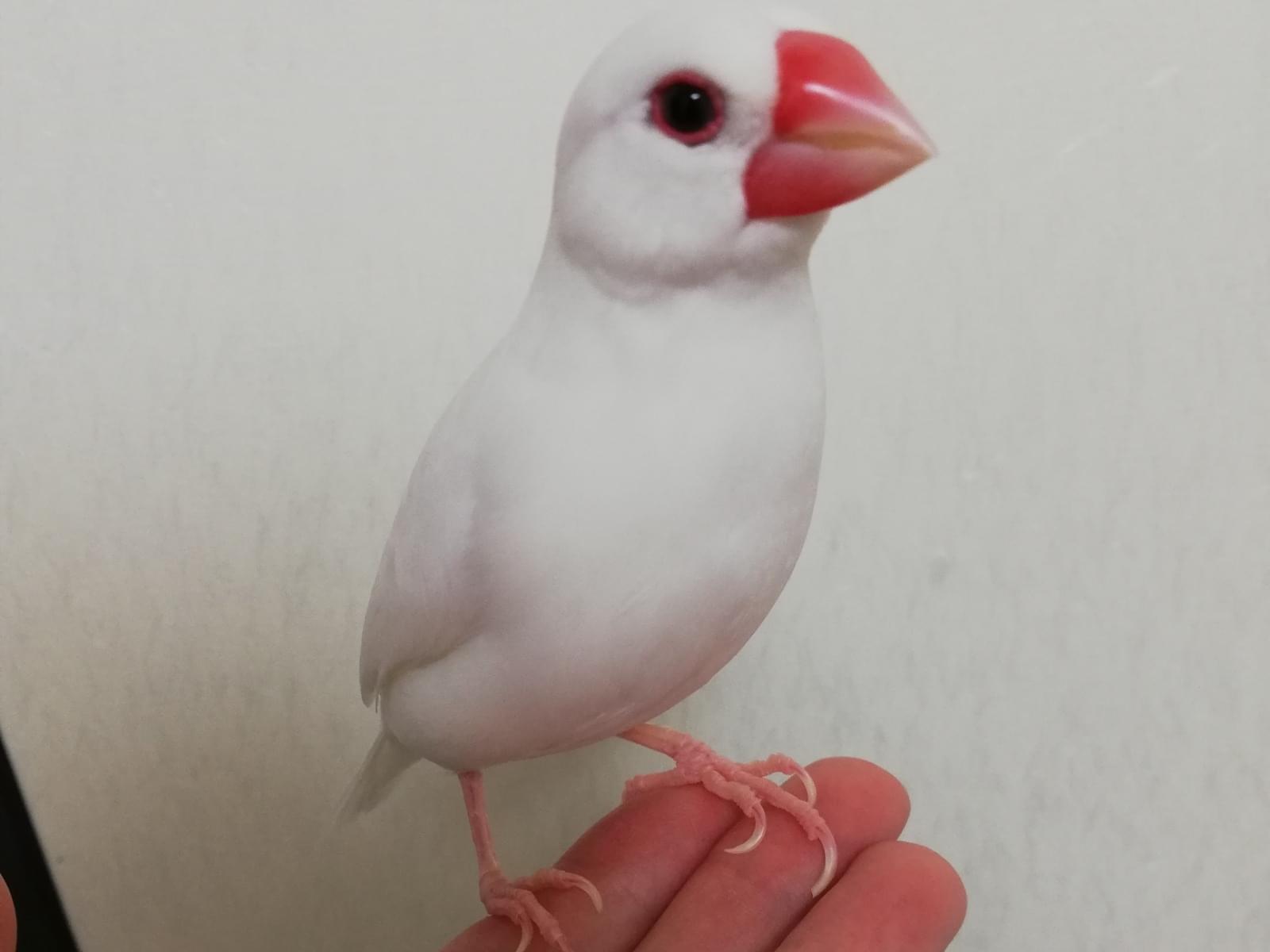 ちゃーちゃちゃん ちゃーちゃちゃん