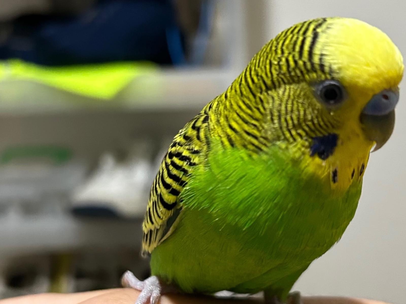 ろくちゃん ろくちゃん