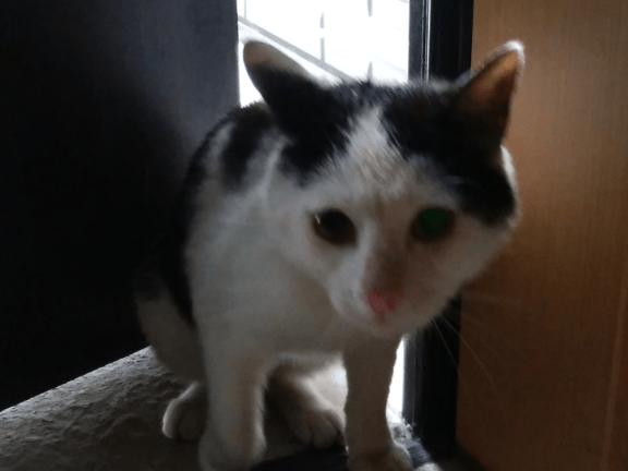 保護された猫 保護された猫