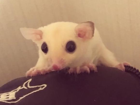 ギンちゃん ギンちゃん
