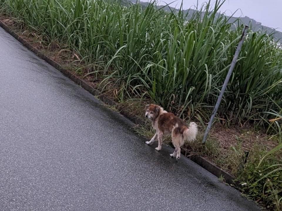目撃された犬