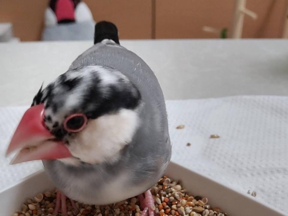 ふぅちゃん ふぅちゃん