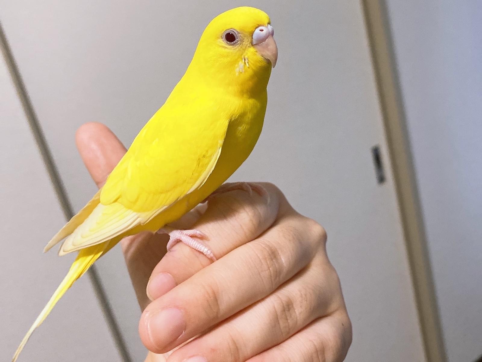 黄色ちゃん 黄色ちゃん