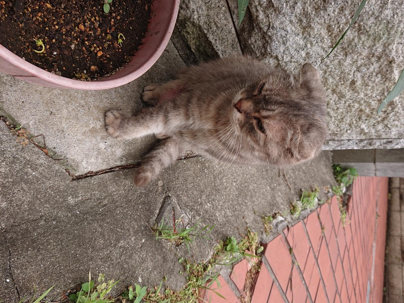 目撃された猫 目撃された猫