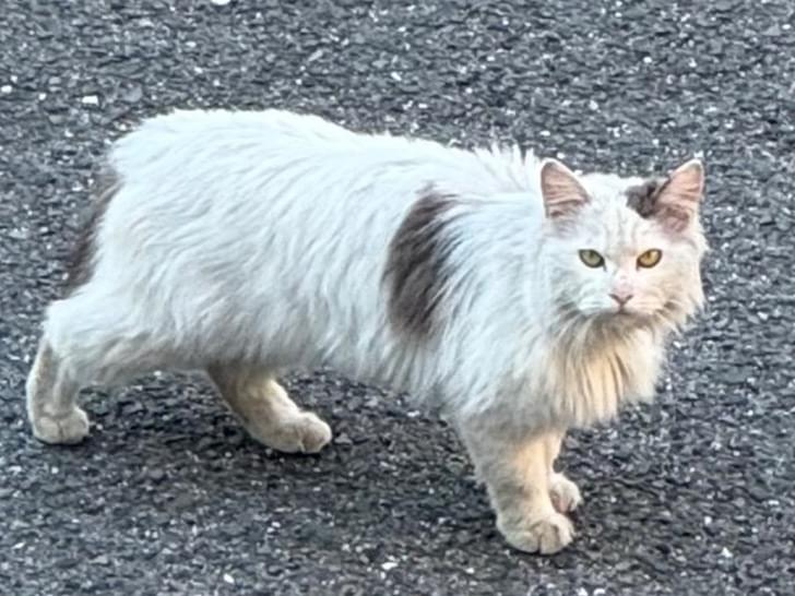 目撃された猫