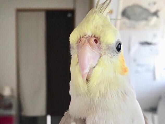つくねちゃん つくねちゃん