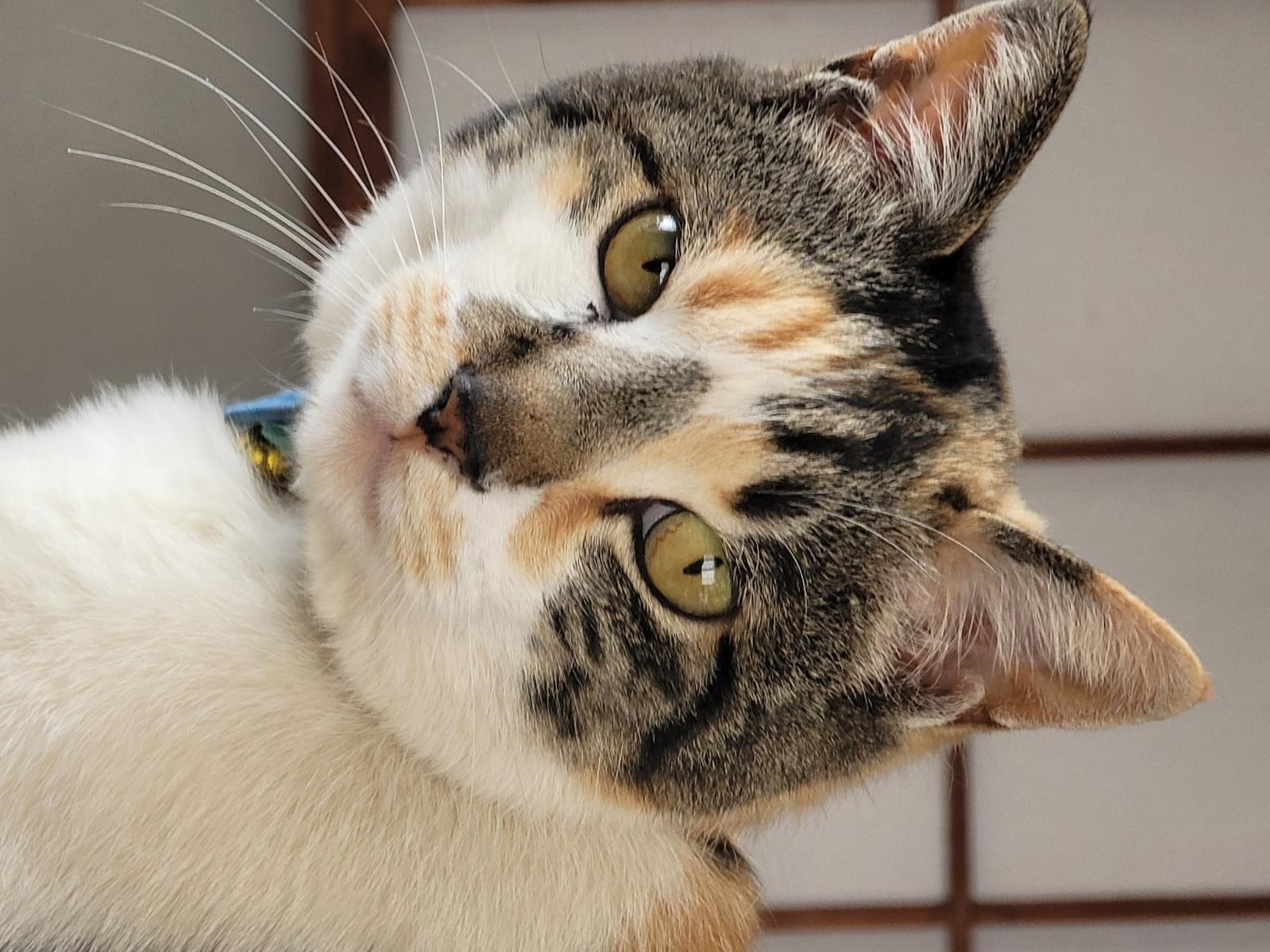 こはくちゃん こはくちゃん