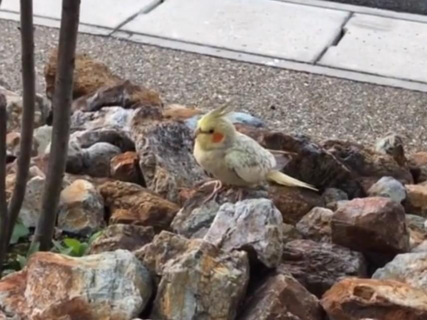 目撃された鳥 目撃された鳥