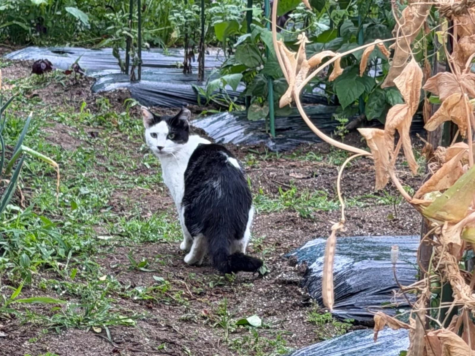 目撃された猫