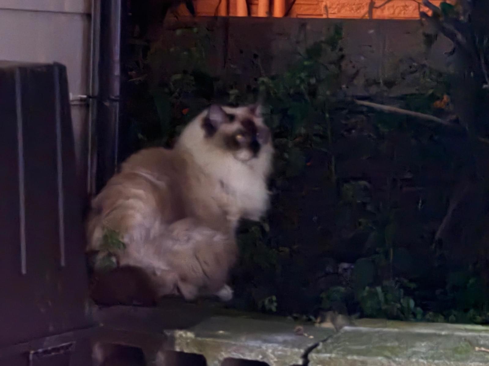 目撃された猫 目撃された猫