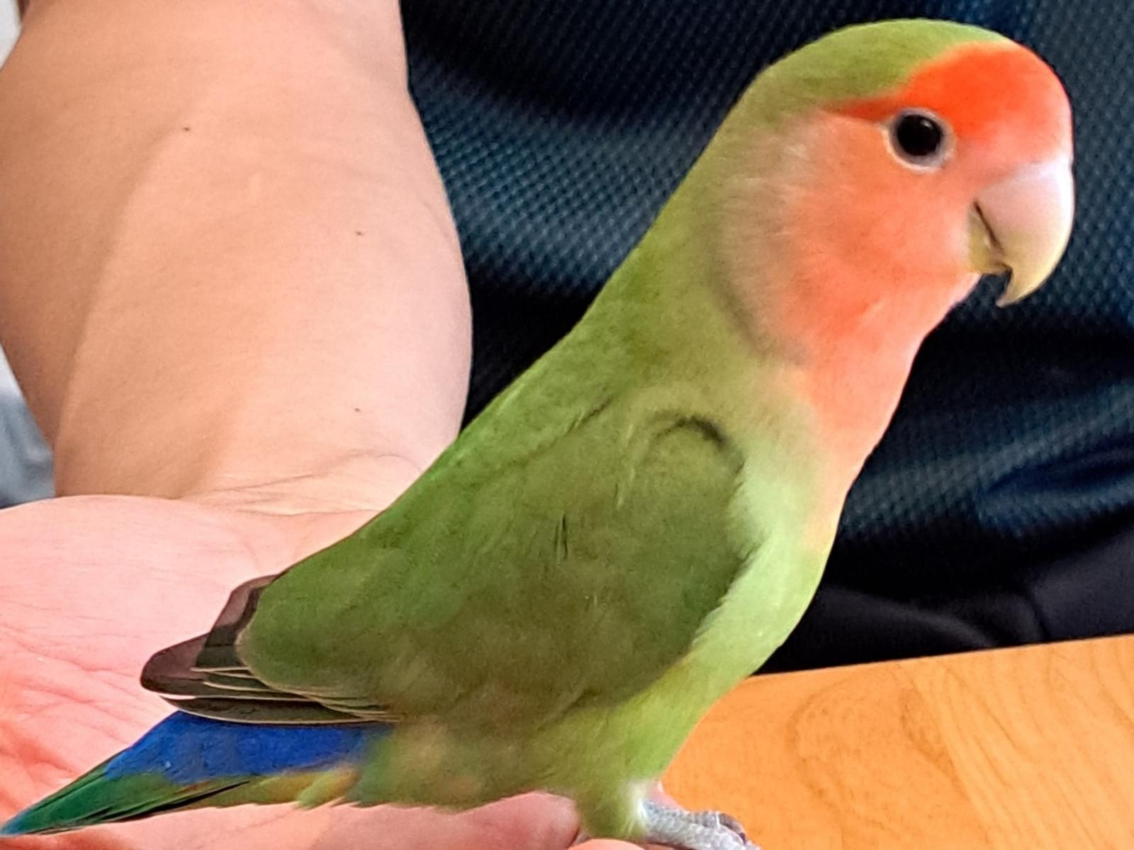 保護された鳥 保護された鳥