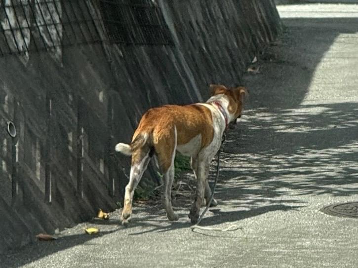 目撃された犬 目撃された犬