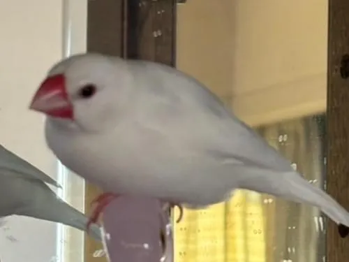 白文鳥探してます