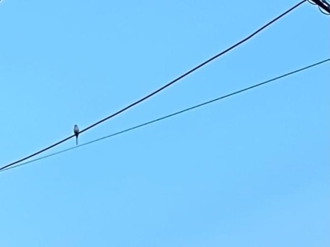 目撃された鳥 目撃された鳥