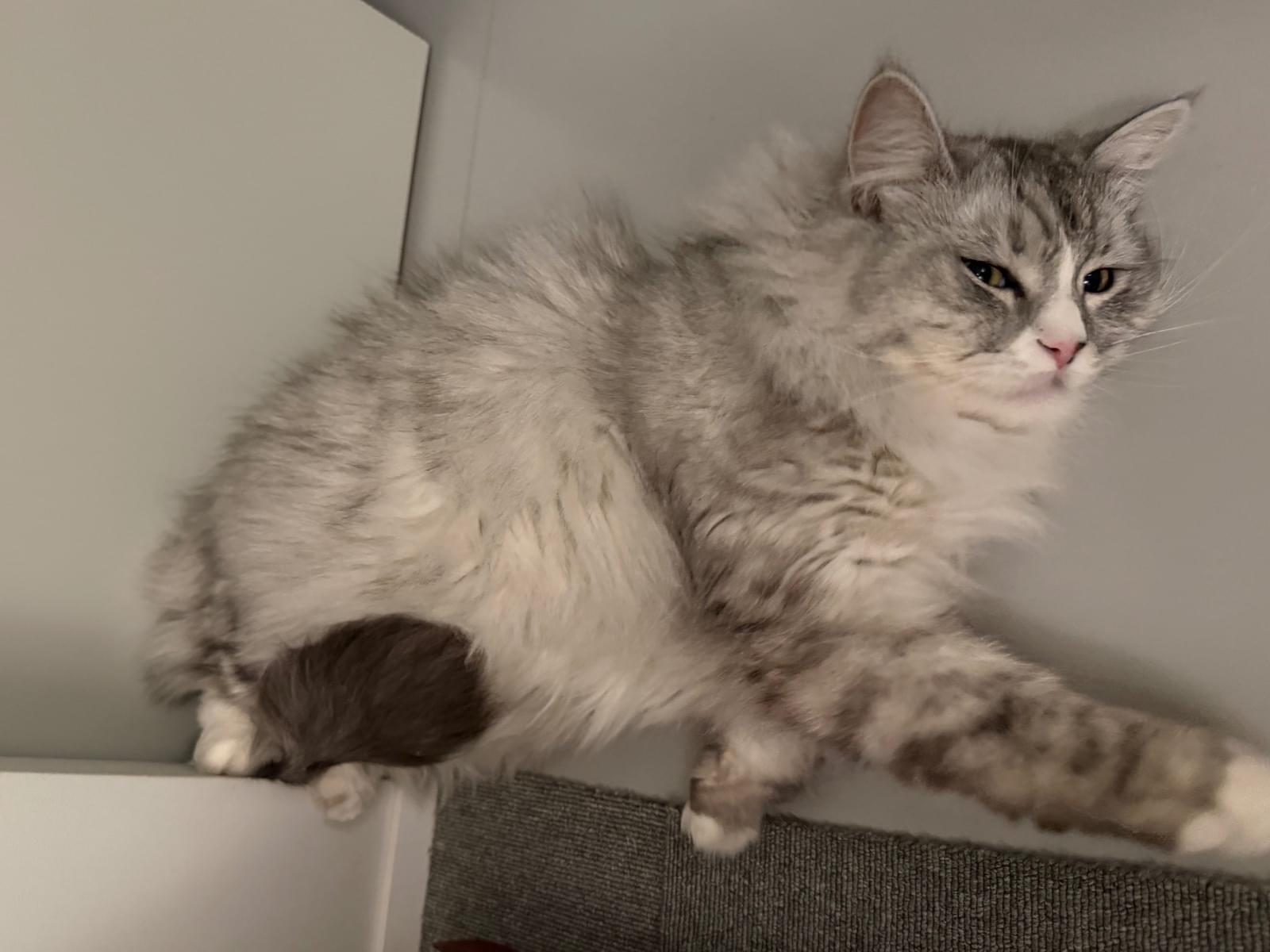 ゴンちゃん ゴンちゃん