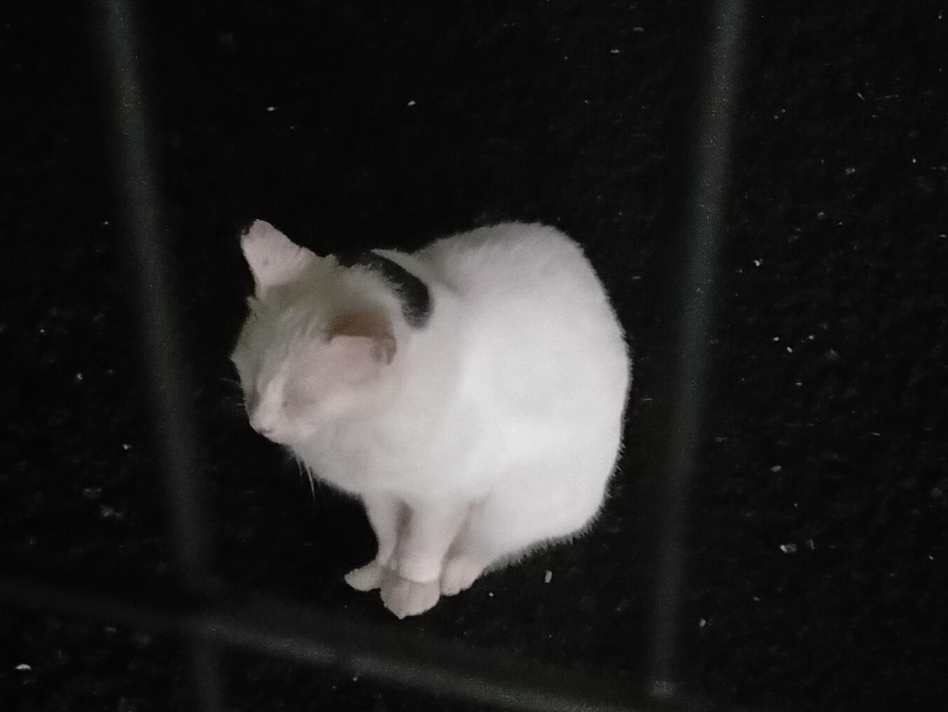 目撃された猫 目撃された猫