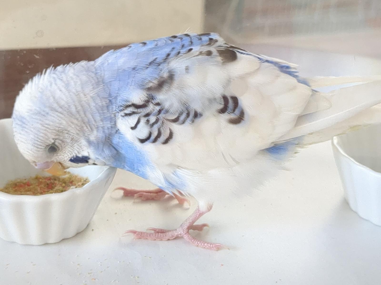 保護された鳥 保護された鳥