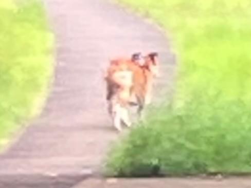 目撃された犬