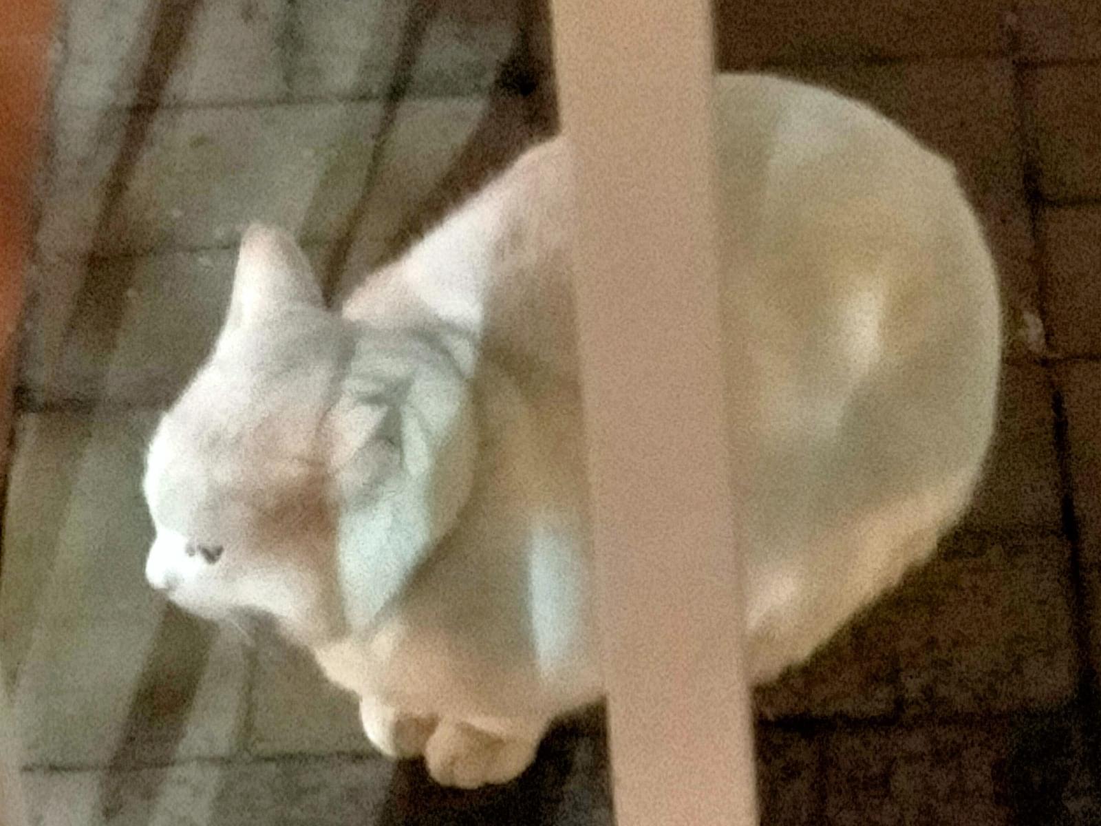 目撃された猫 目撃された猫