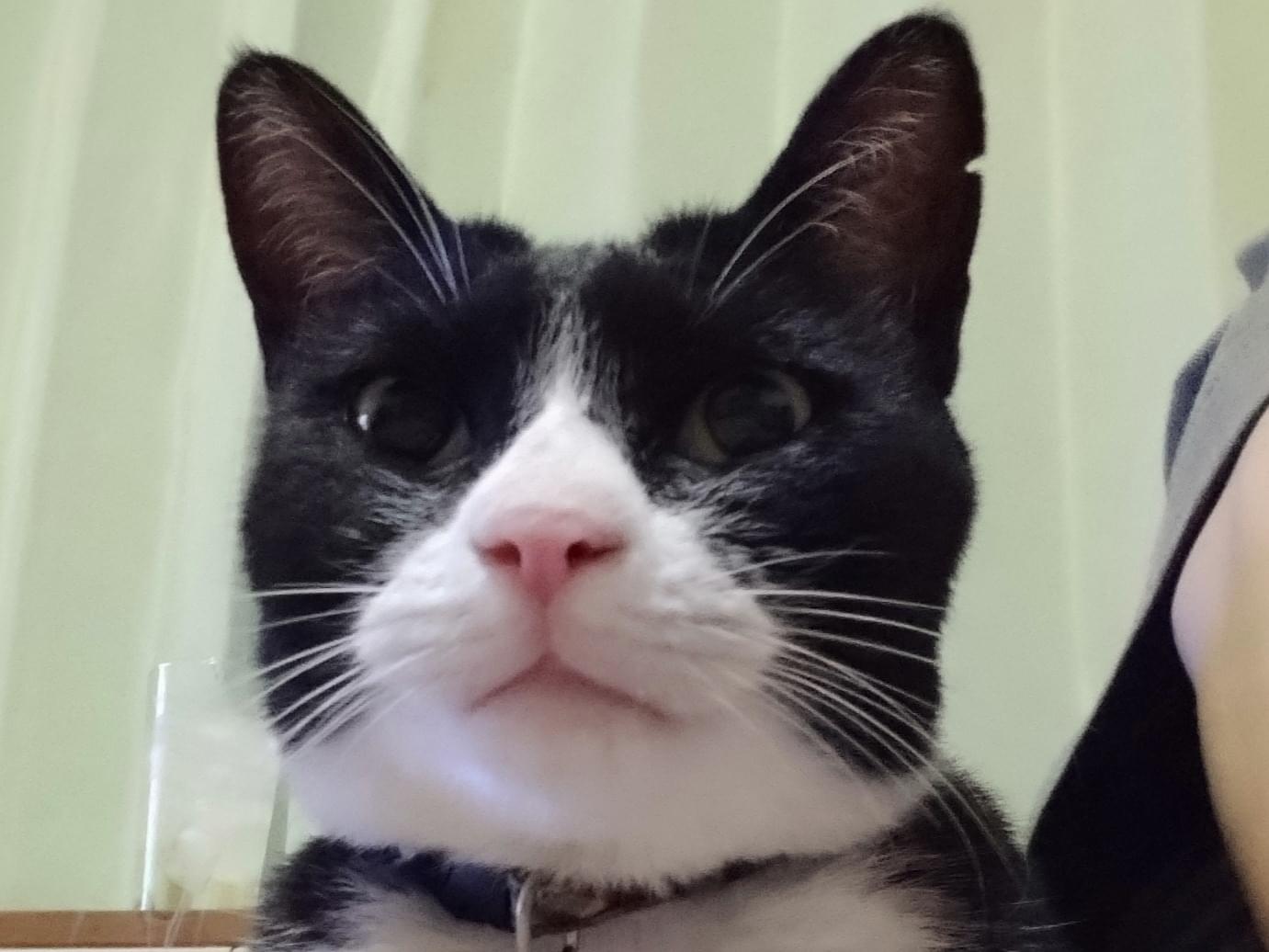 保護された猫 保護された猫