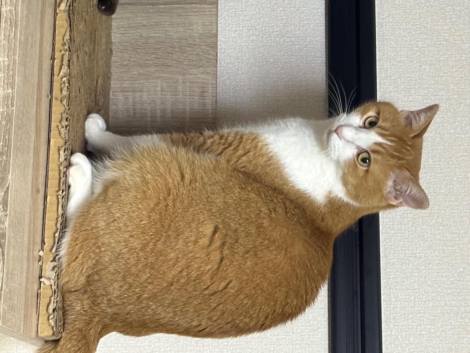 ちまきちゃん ちまきちゃん