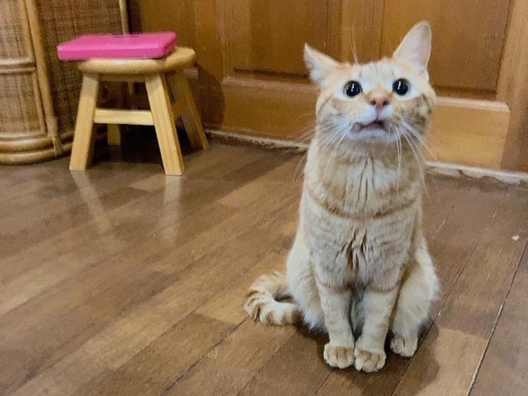 トフィーちゃん トフィーちゃん