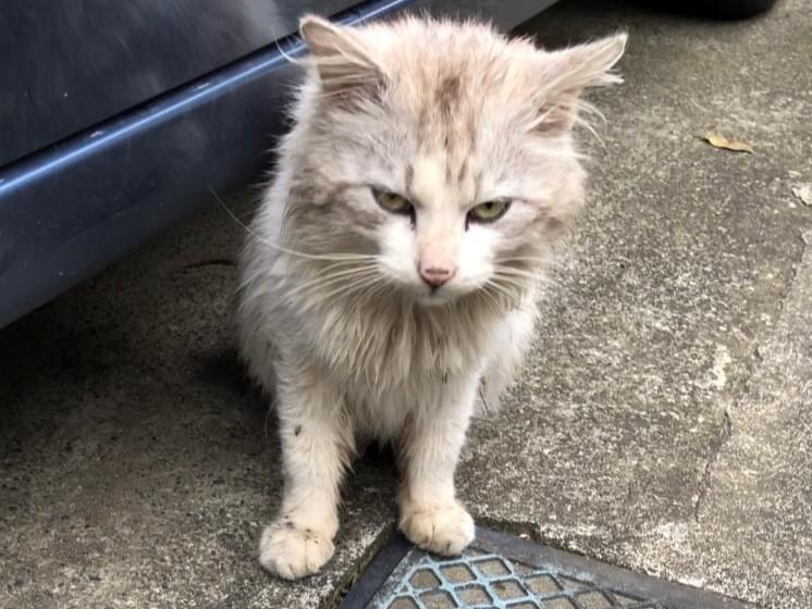 目撃された猫 目撃された猫