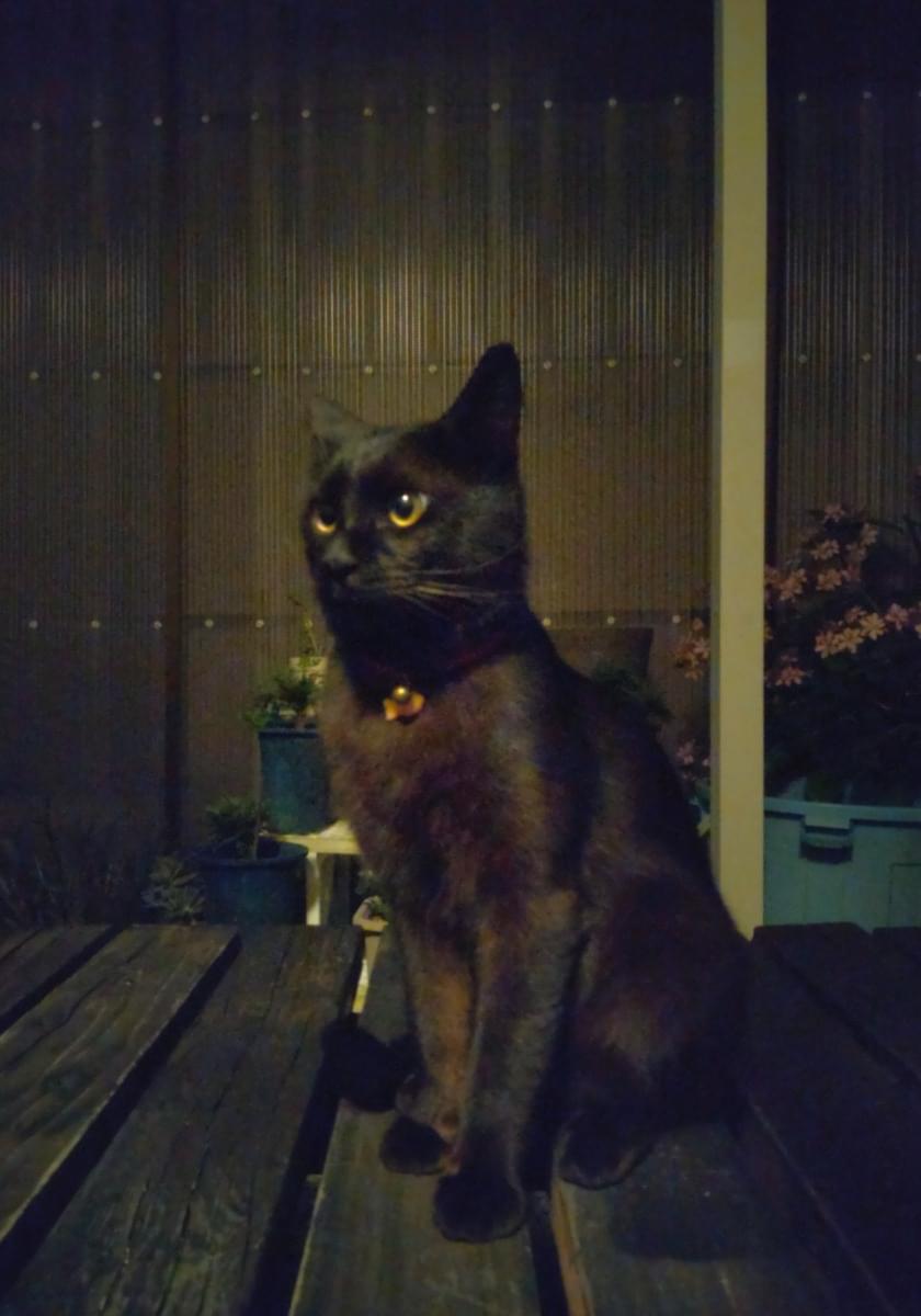 【即納】 赤い首輪をした黒猫 彫刻・オブジェ